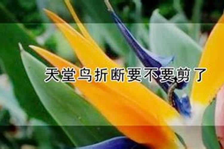 柳州哪有通威饲料,通威鱼料？