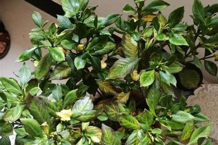 我的桂花树叶子总掉,叶子并没有变黄,