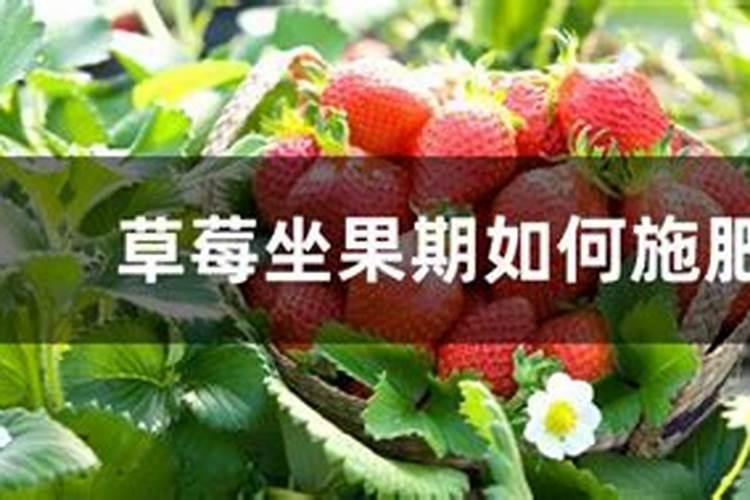 草莓施什么肥料果大