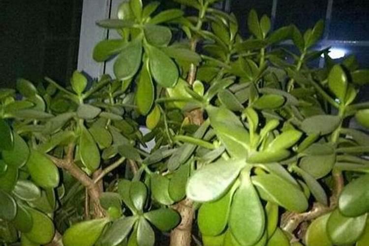 低氯中氯高氯化肥的区别化肥的种类有哪些