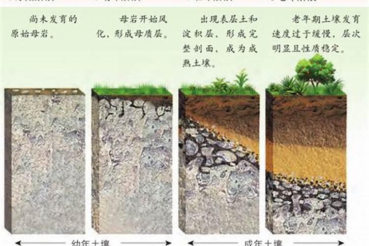什么肥料可以治盐碱地