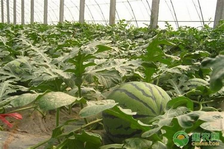春季露地栽培小西瓜肥水管理方法是怎样的