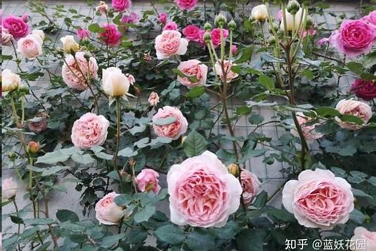 藤本月季如何施肥