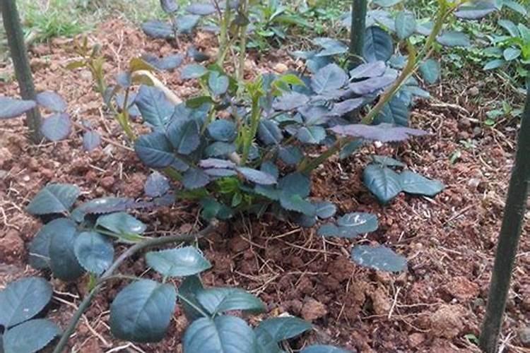 藤本月季怎么施肥