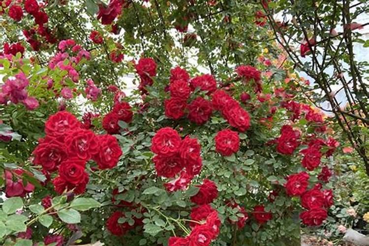 藤本月季施什么肥好