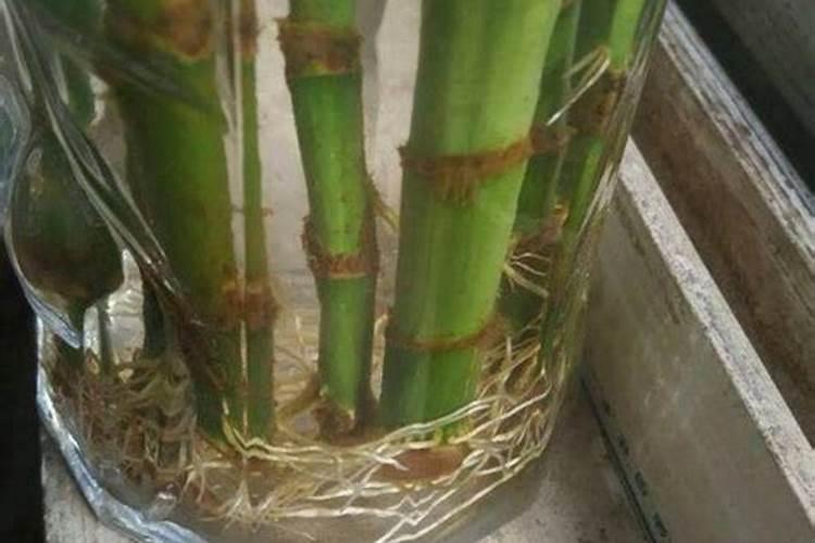 富贵竹肥料多了怎么办