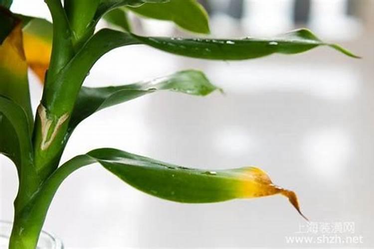 水培君子兰怎么正确用水,水培君子兰用水注意事项