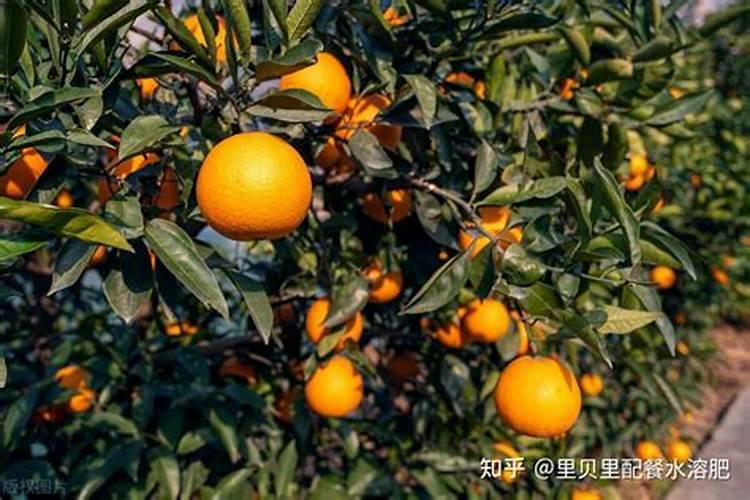 水溶肥兑水了可以放几天,一斤水溶肥兑多少水合适