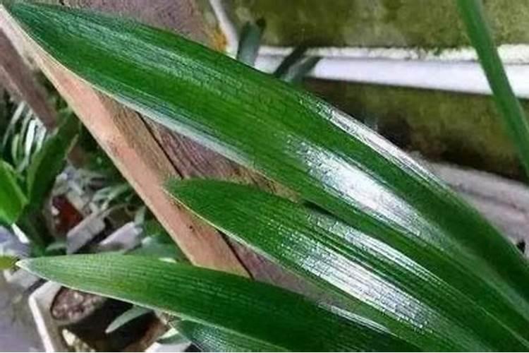 兰花用什么叶面肥最好