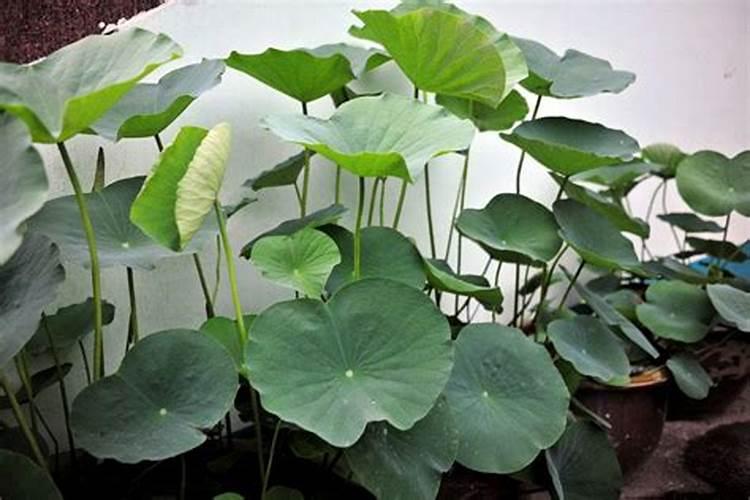 盆栽荷花施什么肥,施肥以磷钾肥为主