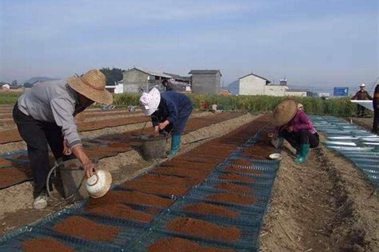 水稻旱种技术要点
