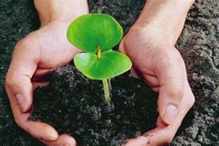 硅肥硅肥的十大作用