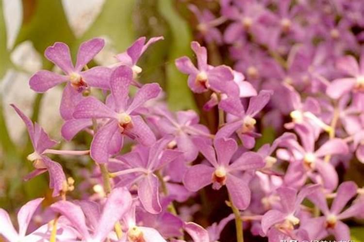 水稻细菌性条斑病不能混用氨基酸