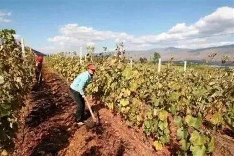 含氨基酸水溶肥是氮肥吗？