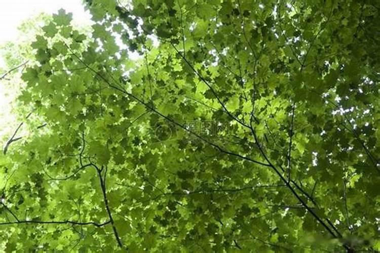 碳酸氢铵的正确使用方法