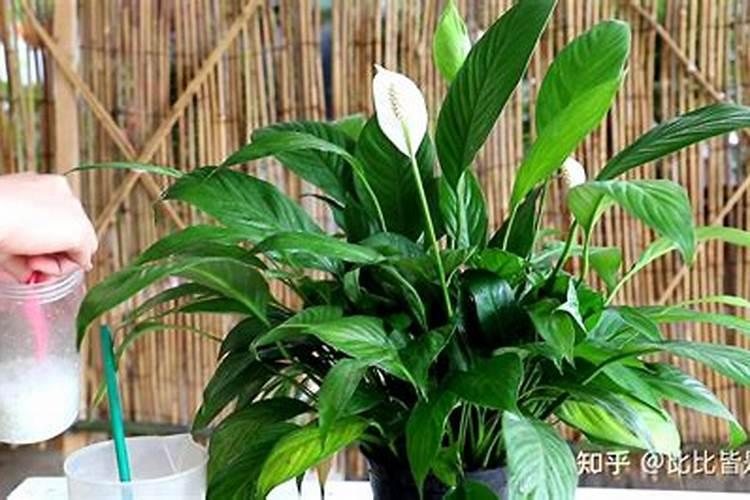 温度低于10度c以下辣椒可以施肥吗