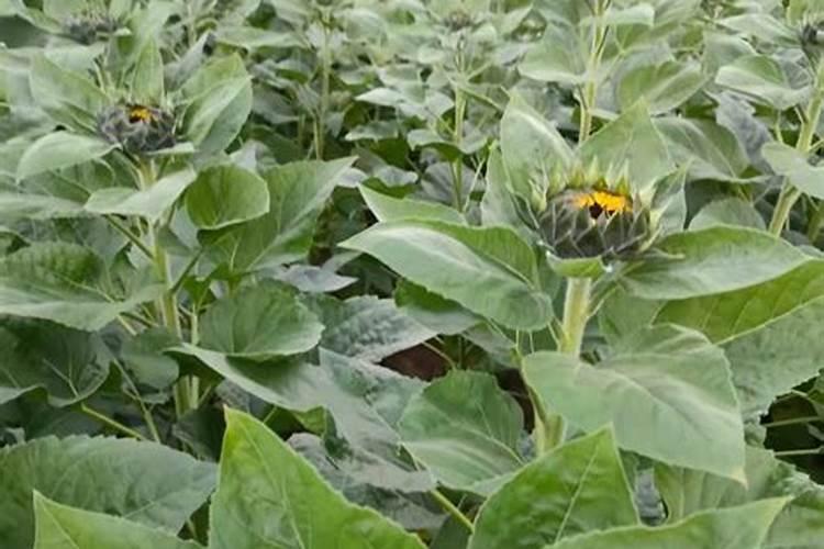 蔬菜1月施肥有效吗？