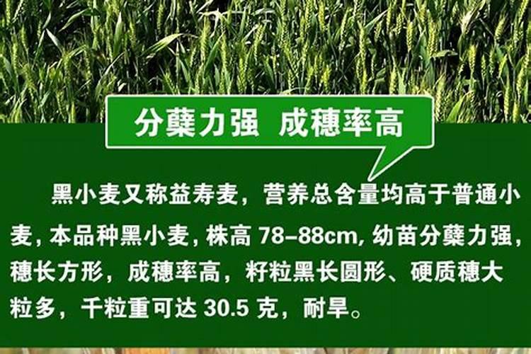 施肥过多烧苗怎么处理