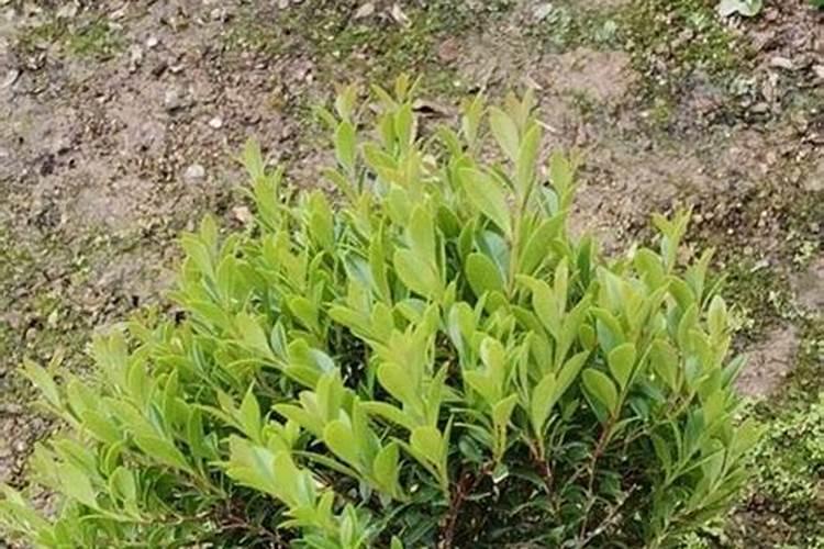 玉米控释肥使用方法