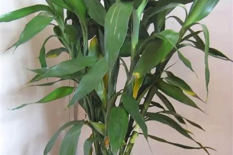 水养富贵竹没有生根可以放化肥吗1