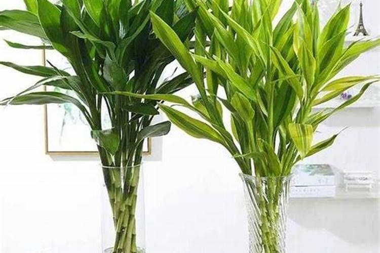 富贵竹施肥用什么肥料,富贵竹施什么肥好？