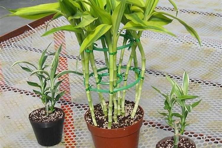 富贵竹需要什么肥料最好