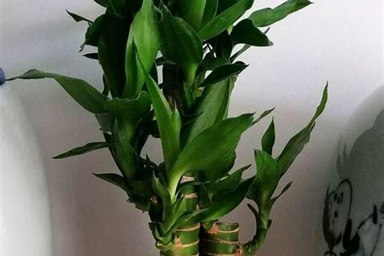 刚买回来的富贵竹怎么养 如何养富贵竹