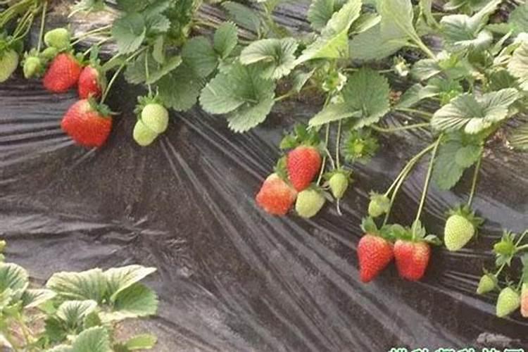 草莓各个时期的施肥方案,什么时候冲高磷肥