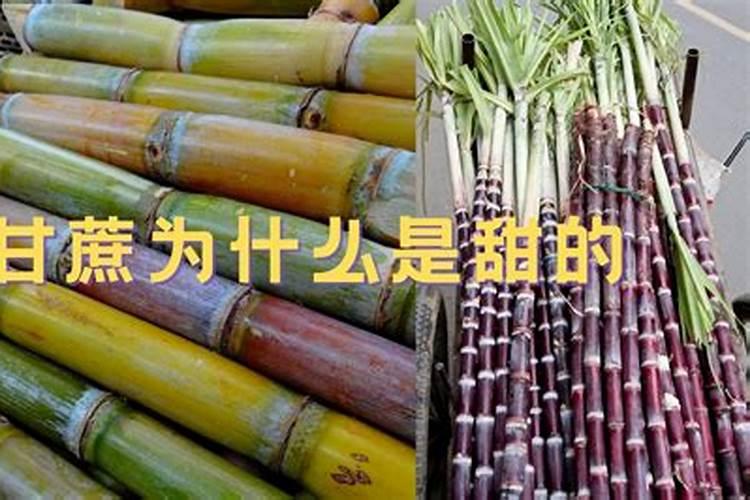 甘蔗施什么肥长得最快