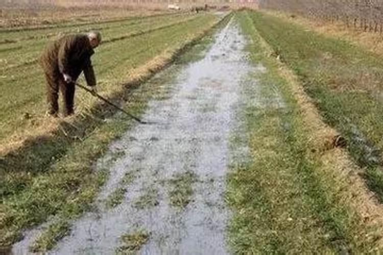 油菜硼肥的最佳使用时期和用量