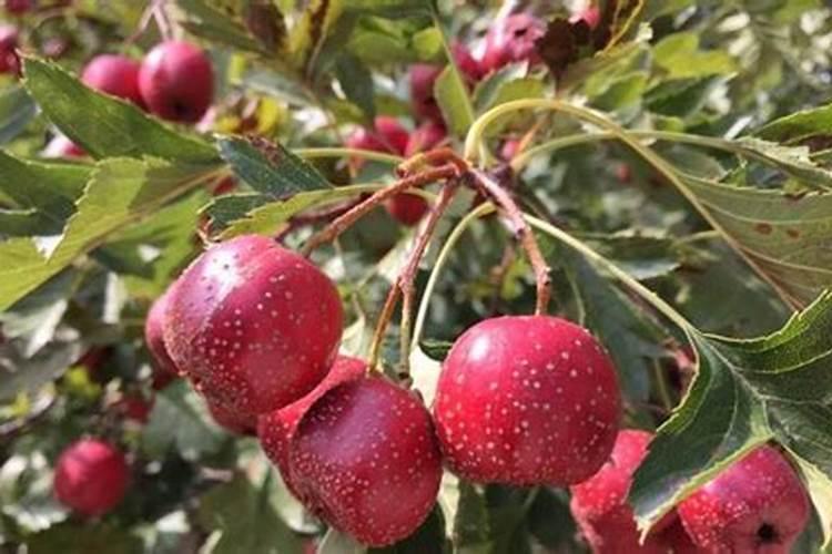 黄花菜正确施肥方法