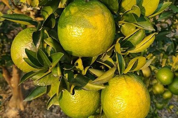 桔子树用什么肥料最好