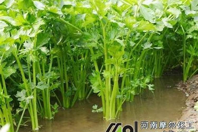 嘉龙控保大量元素(高磷)水溶肥料那里有卖