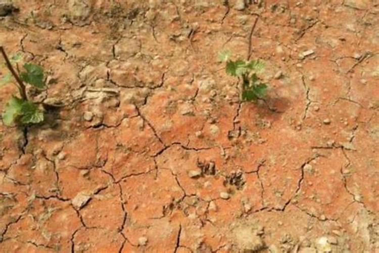 磷酸钾复合肥能上金银花树吗