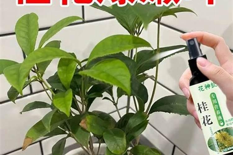 复合肥撒在土壤表面可以吗