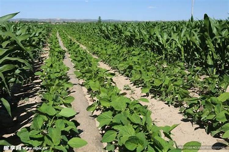 复合肥撒在土壤表面可以吗