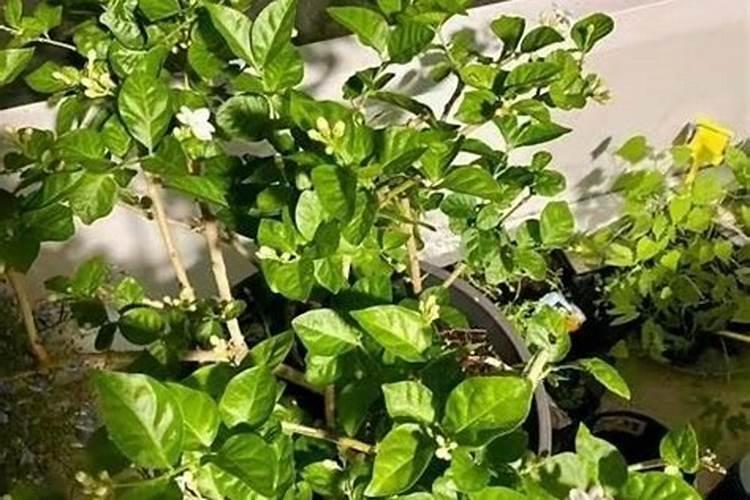 茉莉花如何养护花开不断