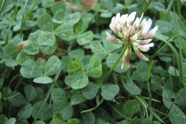 种香瓜用什么肥料最好