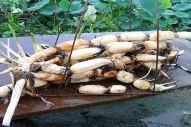 我家杨树喂上鸭粪怎么叶子全干了？