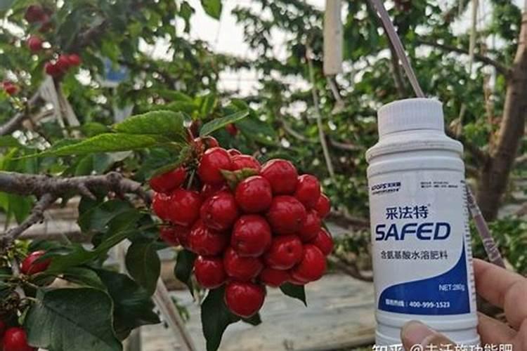 如何进行大白菜的叶面施肥？