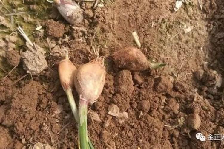 盆栽花卉用什么肥料好