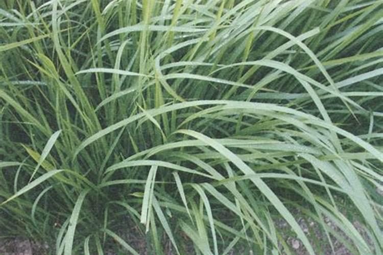 锌腐酸尿素和多肽尿素在同一种作物上使用哪个效果好