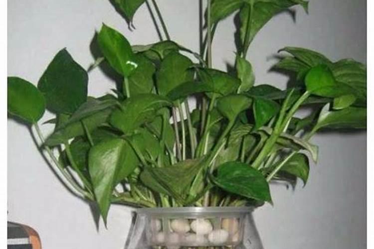 水梅花开花时用什么花肥