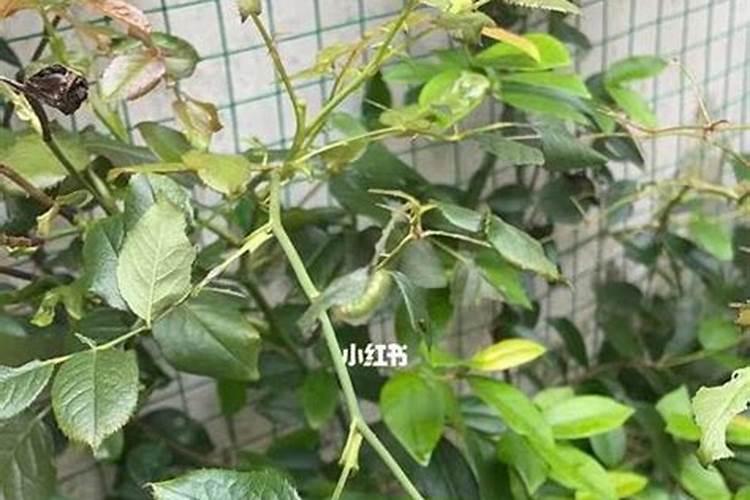 硼肥可以拌尿素混合浇施吗？