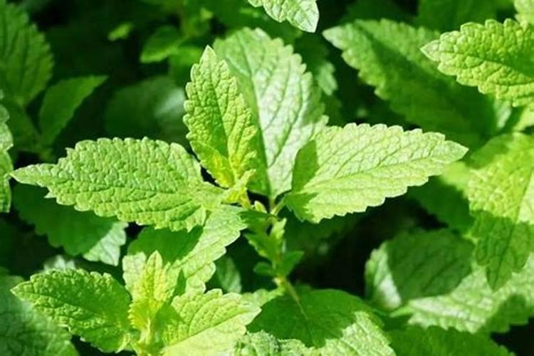 小麦喜欢磷多还是钾多