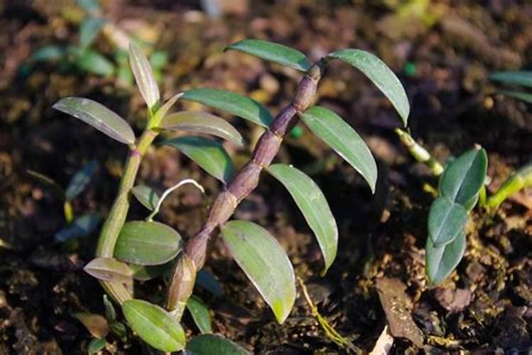 铁皮石斛用什么肥料最好