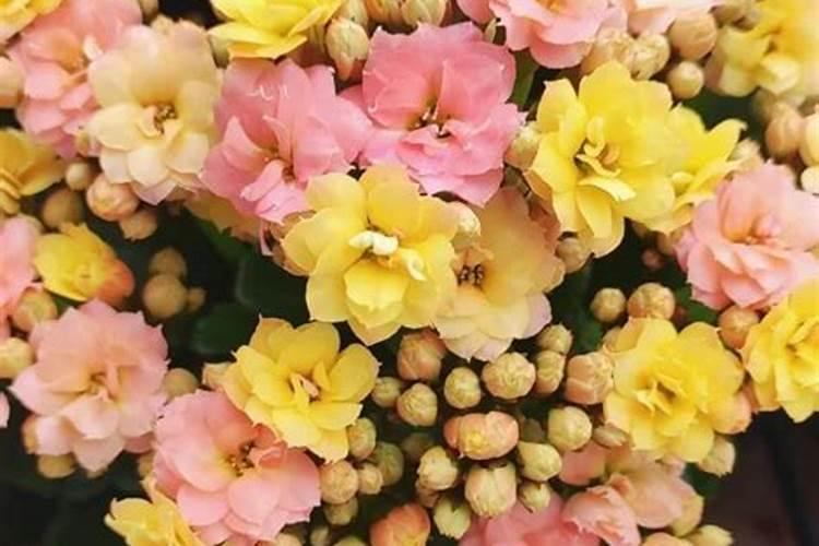 长寿花施肥方法