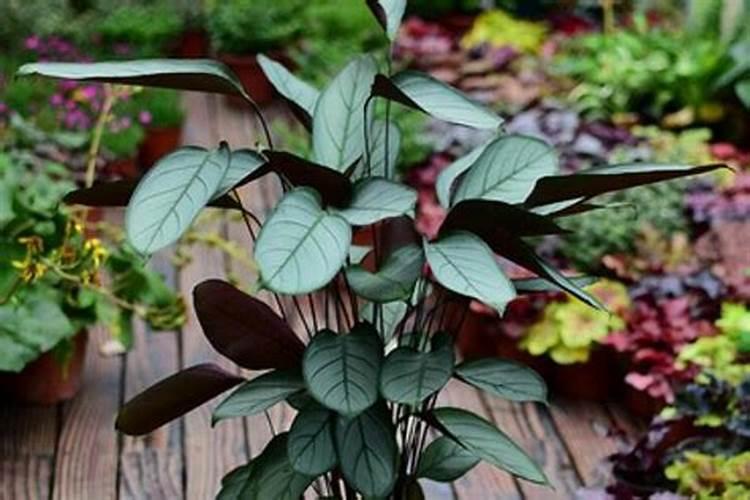 兰花几月份施磷酸二氢钾最佳 兰花几月份施磷酸二氢钾最好