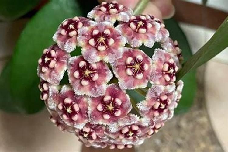 球兰花需要什么肥