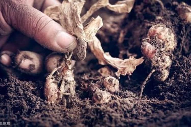 稻草有何利用价值呢能做什么